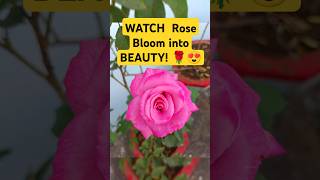 WATCH Rose Bloom into BEAUTY reels shorts viralvideo ytshort garden flowers floweringplants [upl. by Raddi]