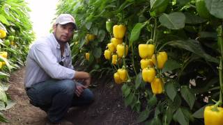 Pimientos  Janette  Syngenta [upl. by Curson]