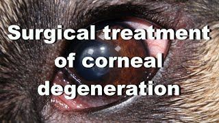 Surgical treatment of corneal degeneration in a dog Superficial lamellar keratectomy [upl. by Aicitel]