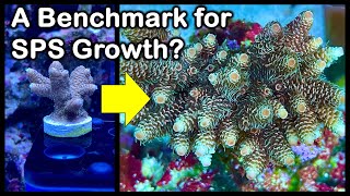 Your SPS corals growing fast or slow Come see some realistic progression examples for benchmarking [upl. by Lorine]