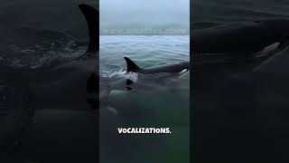 🤯 Orcas One Species MANY Personalities 🤯 The Ecotype Mystery [upl. by Eseilenna]