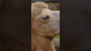 Camels Have Humps for ONE Surprising Reason subscribe facts didyouknow animalscience goviral [upl. by Phippen]