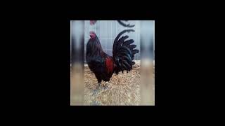 Black mcrae gamefowl breed [upl. by Sherwood]