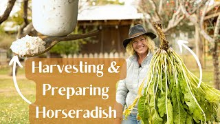 When amp How to Harvest Horseradish amp How to Prepare Horseradish [upl. by Ewen331]