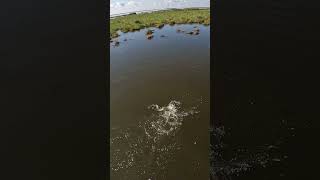 Cant believe this happen when red fishing in Louisiana marsh [upl. by Lucius340]