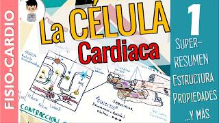 LA CÉLULA CARDÍACA Propiedades Estructura CONTRACCIÓN Mecanismos Fisiología Cardíaca 1 [upl. by Gibson]