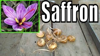 How to Grow saffron bulbs  Season of Saffron Plantation  Pure Iranian Saffron Urduhindi [upl. by Raseta284]