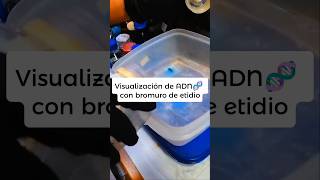 Visualización de ADN 🧬 con bromuro de etidio [upl. by Raffo]