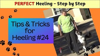 24 Heeling Teaching Slow Pace  PERFECT Heeling  Step by Step HOW TO TEACH HEELING to Your DOG [upl. by Neyuh]