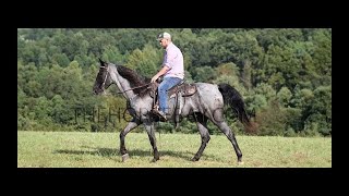 Tennessee Walking Blue Roan Gelding Gaited Trail For Sale [upl. by Cristabel933]