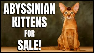 Abyssinian Kittens for Sale [upl. by Anerehs930]