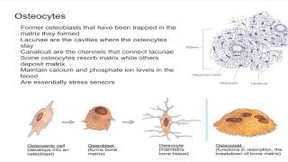 Osteocytes [upl. by Mehsah]