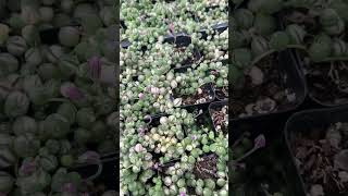 String of pearls varigated foryou succulent garden gardening [upl. by Mikal]