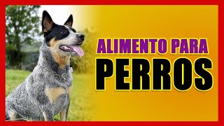 🐶✅ Alimento para Perros Maximus  La Mejor Comida para Perros  Concentrados APM [upl. by Etteyniv]