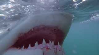 Great White Shark Attacks Freediver in South Africa [upl. by Saidel722]