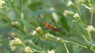 Milkweed Assassin Bugs visit Eastern Baccharis flowers [upl. by Dranyam]