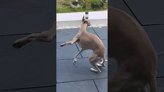 Funny Dog Zoomies  Whippet Edition 🤣 shorts [upl. by Hortensia]