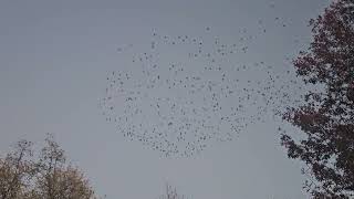 Autumn starling murmuration [upl. by Ivz576]