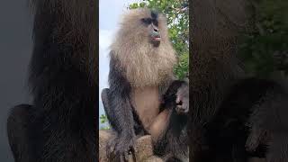 LionTailedMacaque Singalika Rare Monkey Video Most unique And Stylish Monkey in The World [upl. by Alrep628]