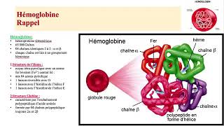 Hemato 05Anémies Hémolytiques congénitales Betathalassémie Dr Abbadi [upl. by Notnirb]