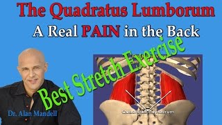 The Quadratus Lumborum A Real Pain in the Back Best Exercise Stretch  Dr Mandell [upl. by Kipper]