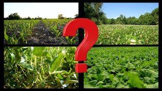 Food Plot Options  What Should You Plant [upl. by Anetta]