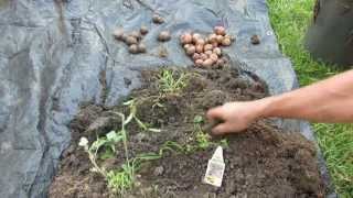 Potato Harvest From 3 Gallon Containers Baby Blue amp Red Potatoes  The Rusted Garden 2013 [upl. by Maretz]