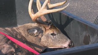 DNR Busy Testing Deer For Chronic Wasting Disease [upl. by Irwin852]