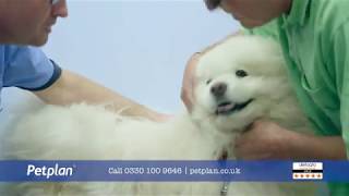 New Petplan Advert featuring Petplan customer Sobrino [upl. by Farro1]