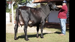 LOTE 16 GENÉTICA LEITEIRA 2393CG [upl. by Valli]