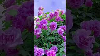 Beautiful natural flowerflowers roseflowergarden tradingreelsviralshorts viralvideo natural [upl. by Htrowslle]