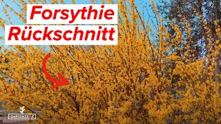 Forsythie zurückschneiden  Darauf solltest du achten [upl. by Lorrie]