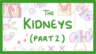 Biology  Structure of the Kidneys  Kidneys Part 23 28 [upl. by Leatrice]