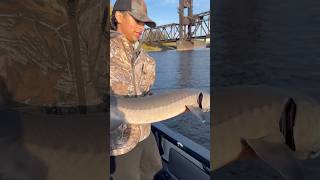 Big Sturgeon Heading Back🤙 fishing fish riverfishing bigfish sturgeon catchandrelease [upl. by Campbell948]