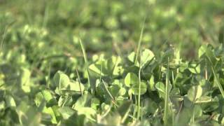 Choosing Red Clover  Cotswold Seeds [upl. by Verne]