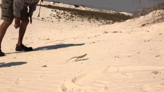 Collared Lizard Bipedal Run [upl. by Trawets]