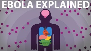 The Ebola Virus Explained — How Your Body Fights For Survival [upl. by Aivatnuhs]