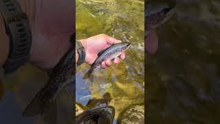 Rainbow trout  fly fishing the Great Smoky Mountain National Park troutbum troutfishing gsmnp [upl. by Debee]