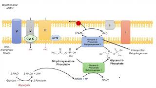 GlycerolPhosphate Shuttle  NADH Electron Transport Chain and ATP Yield [upl. by Murdock942]