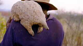 Poachers Try to Capture Pangolins  Natural World  BBC Earth [upl. by Modla]