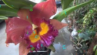 Rhyncholaeliocattleya jairak summer jenis anggrek Cattleya wangi [upl. by Tur537]