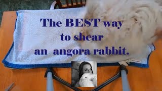 The BEST way to shear an angora rabbit [upl. by Nnov747]