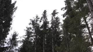 Strong Howling Wind Sound 2 Hours  Swaying Spruce Trees in The Wind [upl. by Anera]