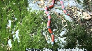 Fake  Coralsnake Lampropeltis triangulum [upl. by Merdith85]