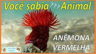 Você sabia Anêmona vermelha  Red anemone anemona anemones cnidaria coelenterata animais [upl. by Anoved]