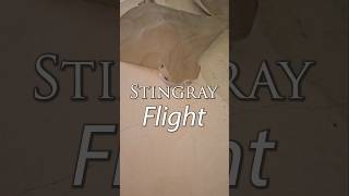 Stingray Flight [upl. by Onaivatco]