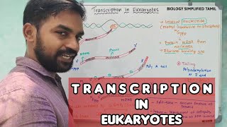 Transcription in Eukaryotes  Molecular Biology  Senthilnathan [upl. by Selym]