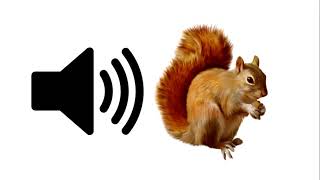 Squirrel  Sound Effect  ProSounds [upl. by Lenahtan]