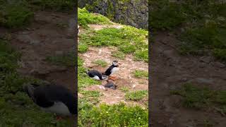 Baby puffin [upl. by Collette]