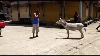 funny video  in front of donkey  man makes donkey sound  donkey aslo replies [upl. by Winonah365]